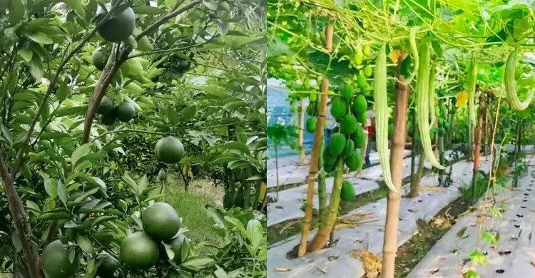 কৃষিকাজ শুরুর আগে যেসব বিষয়ে জানা জরুরি