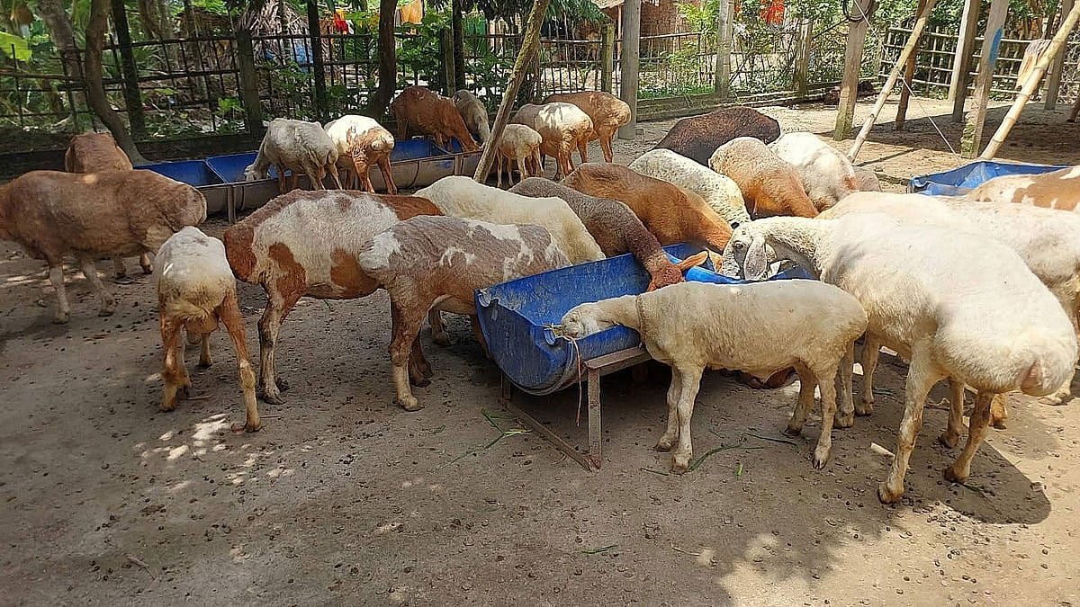 দুম্বা পালনে রবিউলের বছরে আয় ৪০ লাখ