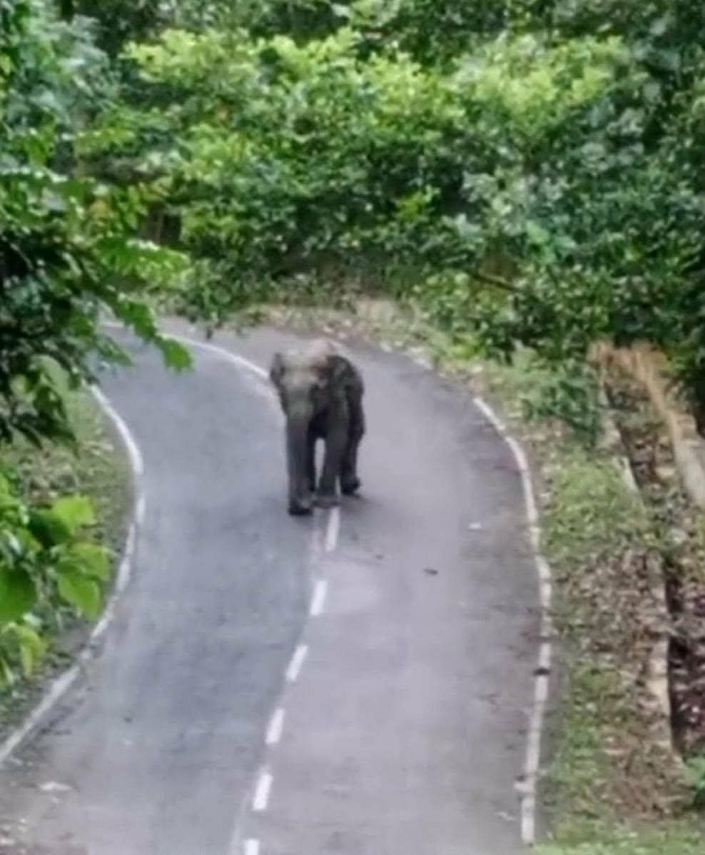 হঠাৎ সড়কে হাতির পাল, তিন ঘণ্টা যান চলাচল বন্ধ