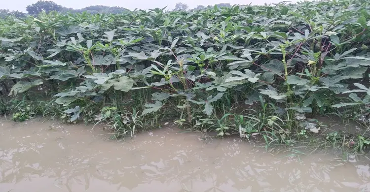 বৃষ্টি আর জলাবদ্ধতায় নষ্ট শত শত একর জমির সবজি