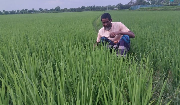 চাঁপাইনবাবগঞ্জে সার সংকট নিয়ে দুশ্চিন্তায় কৃষক 