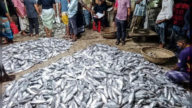 এক ট্রলারে প্রায় ১০০ মণ ইলিশ, বিক্রি ৩০ লাখ টাকায়