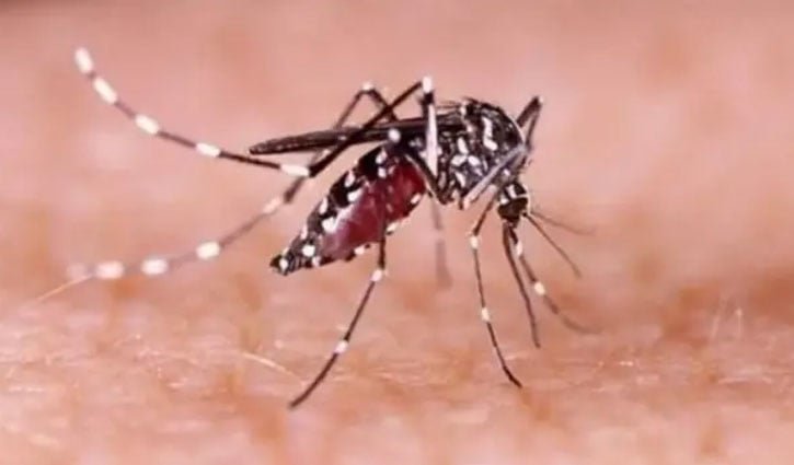 রাজশাহীতে এডিস মশার বংশবৃদ্ধি, বাড়ছে ডেঙ্গুর ঝুঁকি