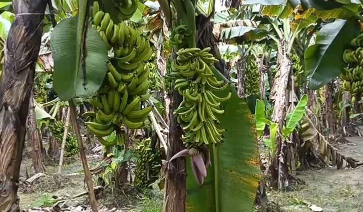 কলাগাছের সঙ্গে শত্রুতা! 