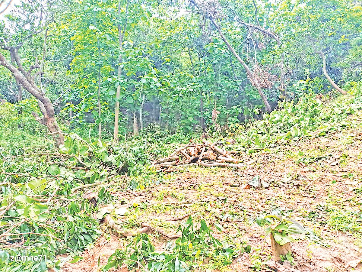চট্টগ্রামের রাঙ্গুনিয়ায় বন-পাহাড় উদ্ধারে গেলেই হামলা, বনকর্মীদের আটকে রেখে গাছ লুট