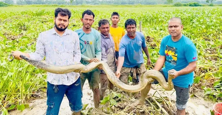 ধানখেত থেকে অজগর উদ্ধার