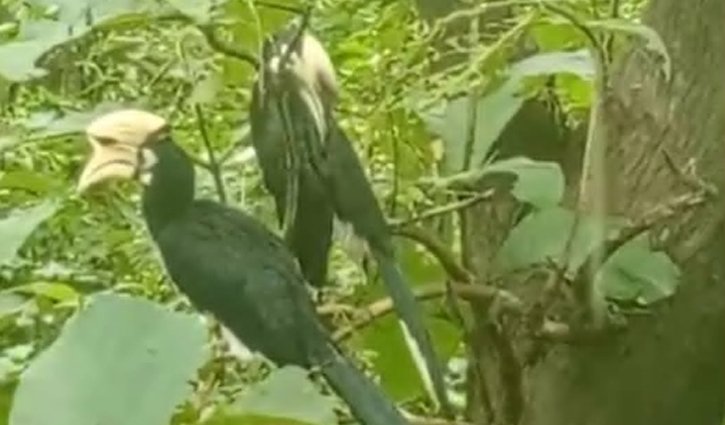 কাপ্তাই জাতীয় উদ্যানে দেখা মিলল বিরল ধনেশ পাখির