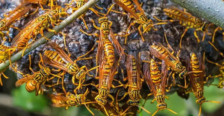 কক্সবাজারে ভিমরুলের কামড়ে মারা গেল শিশু
