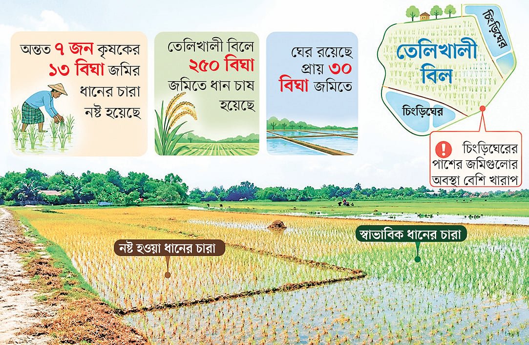 সাতক্ষীরায় ঘেরের নোনাপানিতে নষ্ট হচ্ছে খেতের ধানের চারা