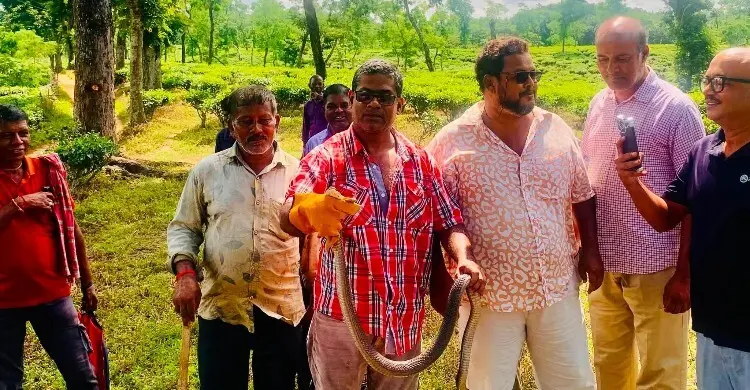 চা বাগান থেকে খৈয়া গোখরা সাপ উদ্ধার, আতঙ্কে শ্রমিকরা