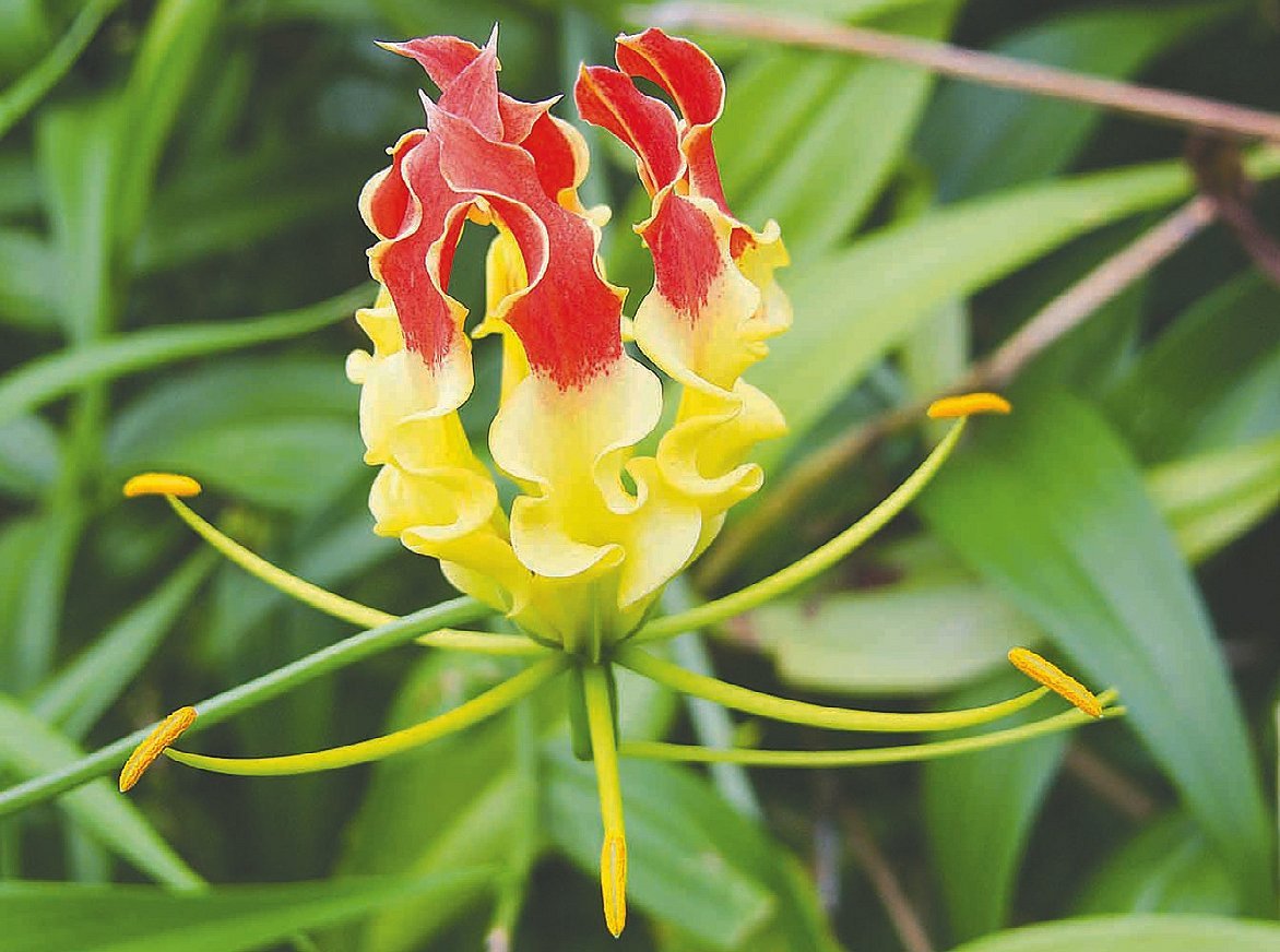 রং বদলানো দুই ফুল