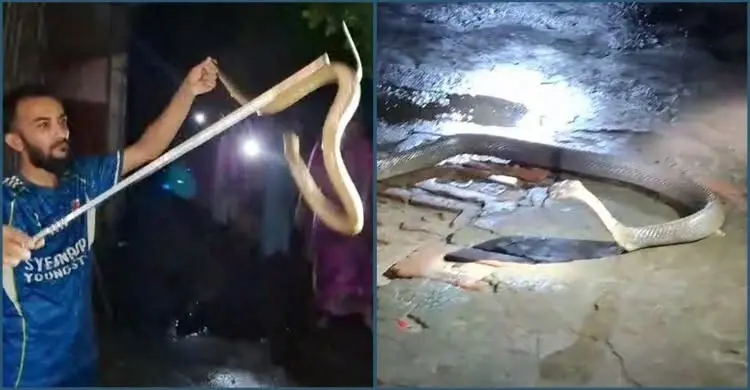 বসতঘরে মিললো ২৫ ডিমসহ পদ্মগোখরা