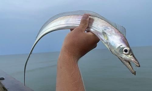 ছুরি মাছ কি বিদ্যুৎ তৈরি করতে পারে