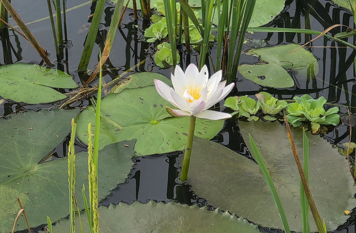 একঝলক (১৬ আগস্ট ২০২৬)