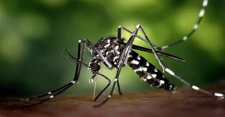 ডেঙ্গুতে দ্রুত শক্তি ফেরাতে খাদ্যতালিকায় রাখবেন যেসব খাবার