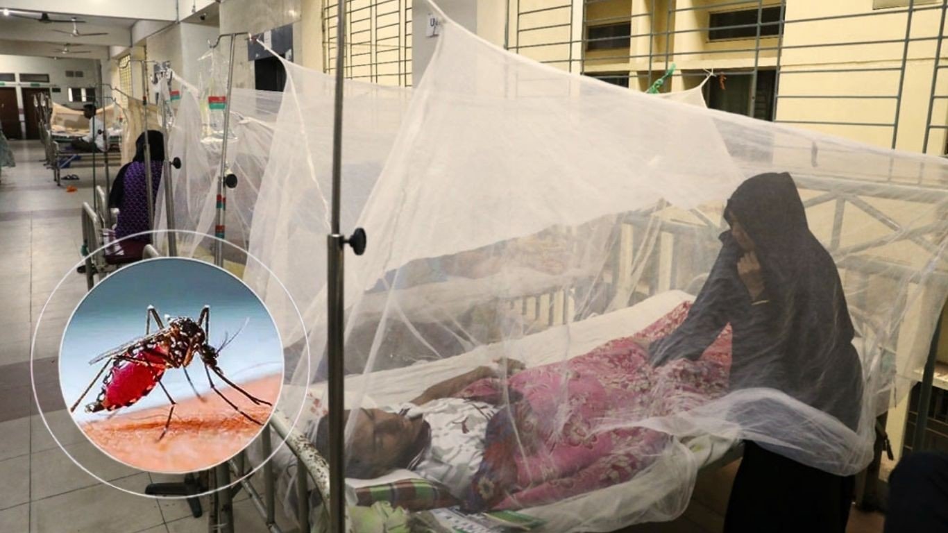 ডেঙ্গুতে ২৪ ঘণ্টায় হাসপাতালে ভর্তি ৭০২, মৃত্যু নেই