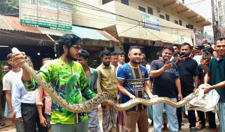 চবির ডোবা থেকে ১৫ ফুট দৈর্ঘ্যের অজগর উদ্ধার