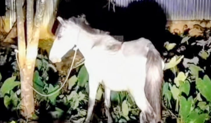 শেরপুরে ঘোড়া জবাই করে মাংস বিক্রির অভিযোগ