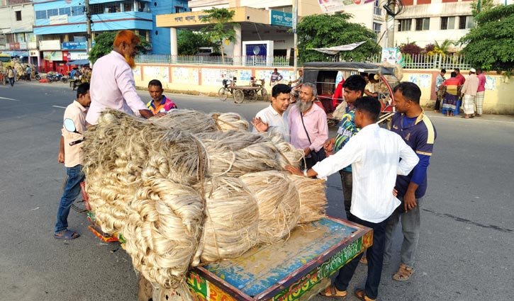 ভালো ফলনেও পাটে লাভ নিয়ে দুশ্চিন্তায় কৃষক 