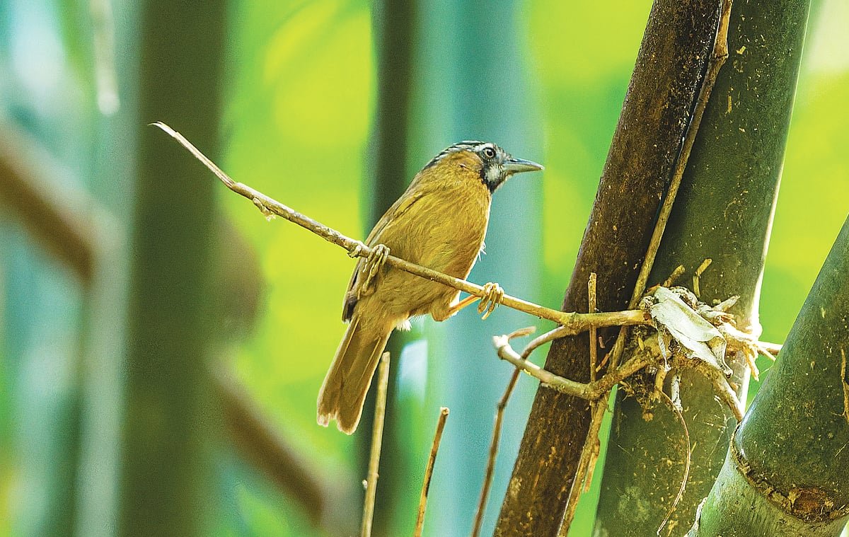গাঢ়বুক ছাতারের খোঁজে 