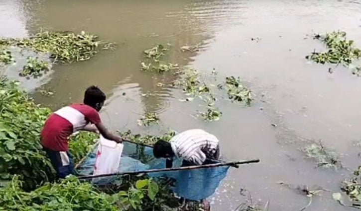 বারনই নদীতে হঠাৎ ভেসে উঠল বিপুল পরিমাণ মাছ, খতিয়ে দেখার দাবি