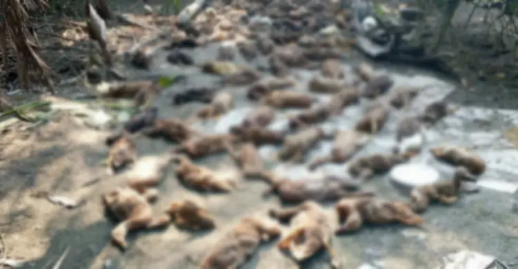 কীটনাশকে শেষ খামারির ১৬০ হাঁস
