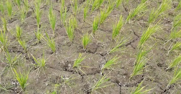 দেখা নেই বৃষ্টির, শুকিয়ে যাচ্ছে আমন ক্ষেত