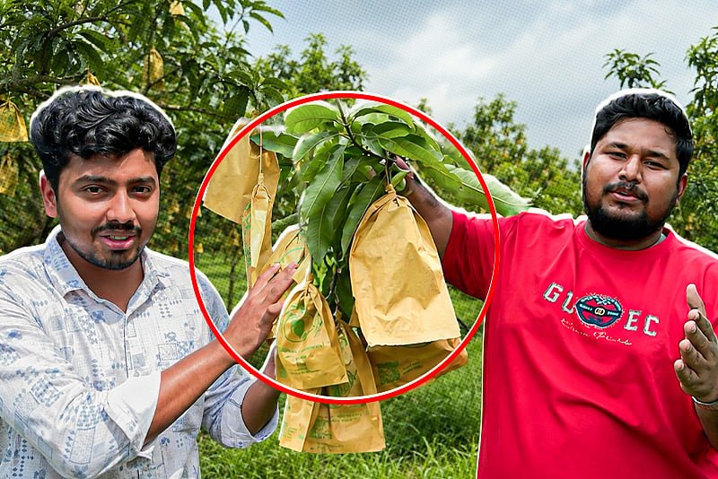 বৈশাখের আম এখন কার্তিকেও ফলছে, বাড়ছে কাটিমনের চাষ